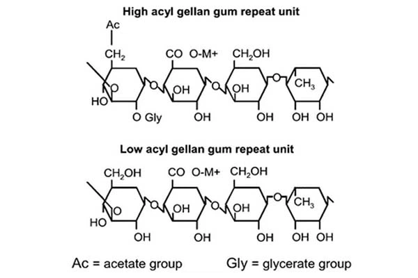 gellan gum gellan gum